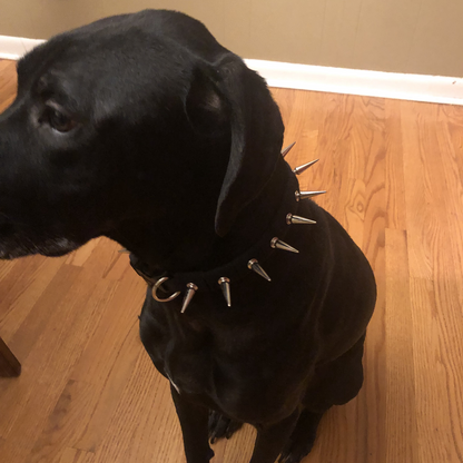 CoyoteCollar - Protect Your Pup!