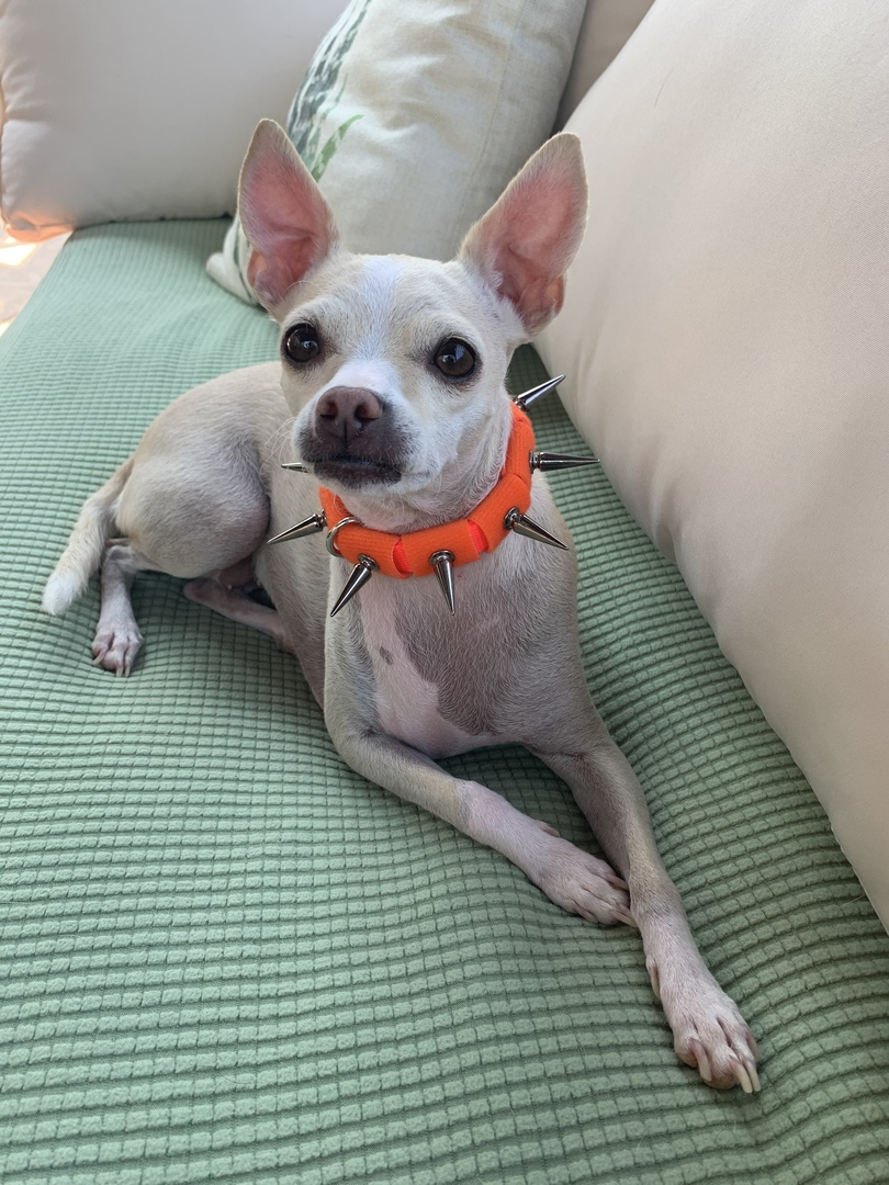 CoyoteCollar - Protect Your Pup!