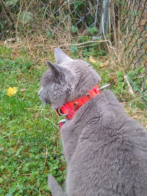 CoyoteCollar - Protect Your Pup!