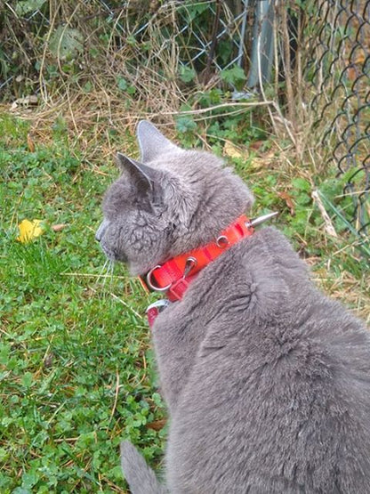 CoyoteCollar - Protect Your Pup!