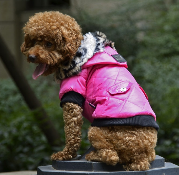 Winter Coat for Your Pup