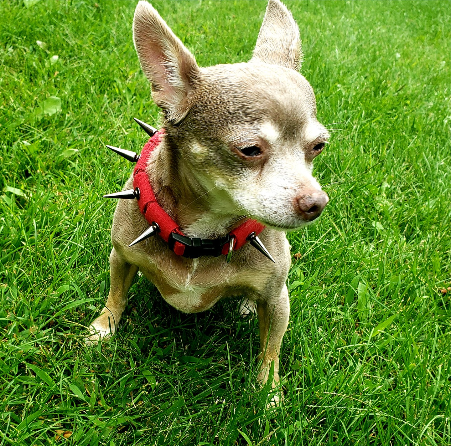CoyoteCollar - Protect Your Pup!