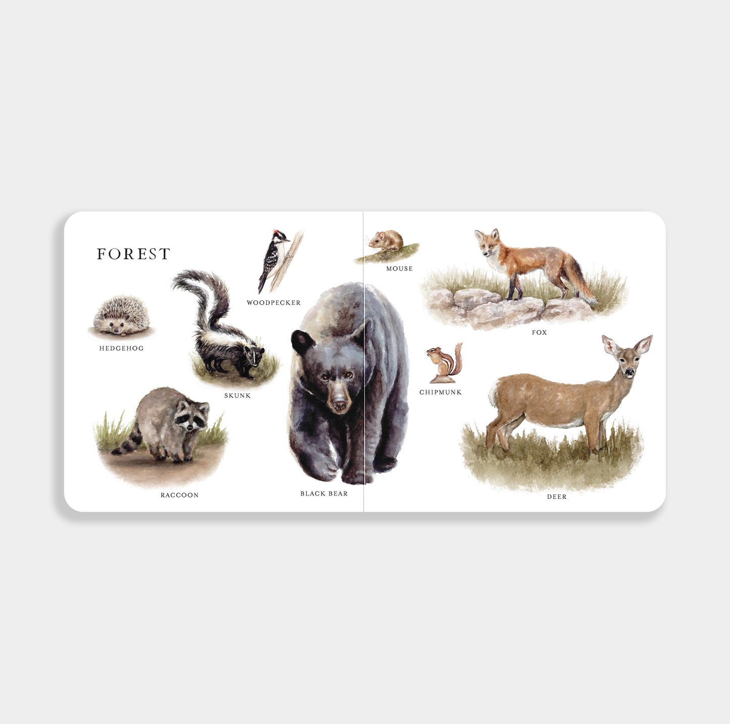 Our Big Book of Animals
