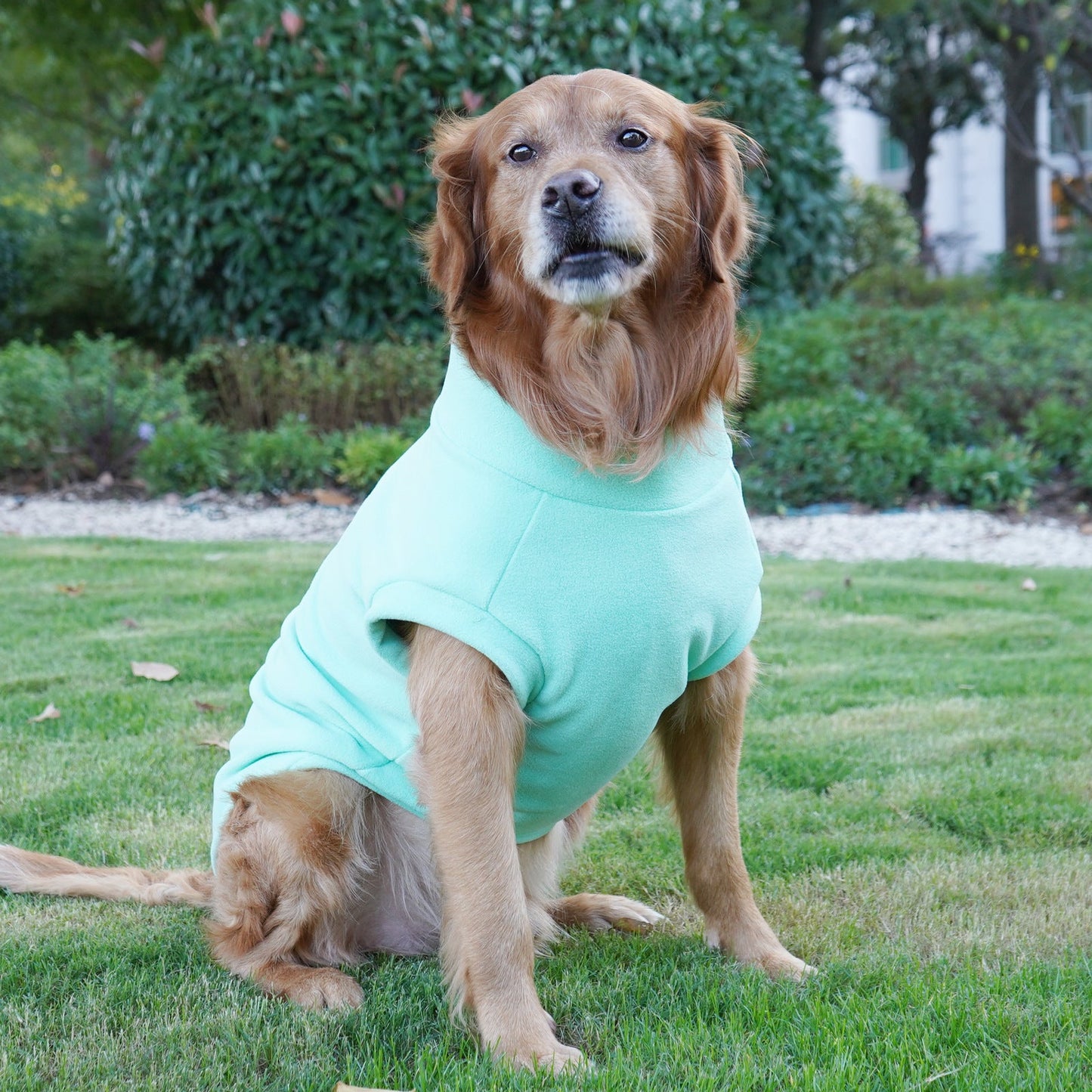 Polar Fleece for Dogs