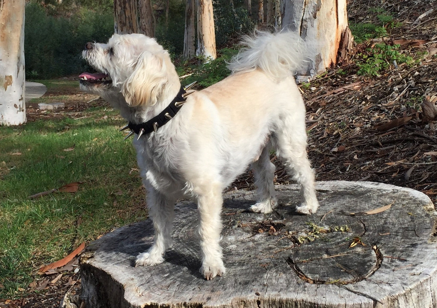 CoyoteCollar - Protect Your Pup!