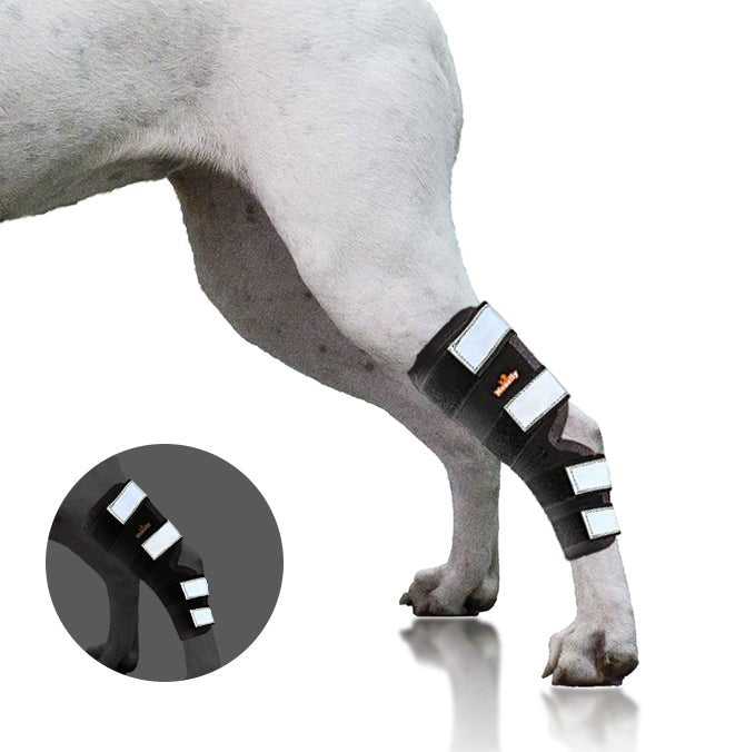 Rear Leg Brace with Safety Reflective Straps for Large Dogs