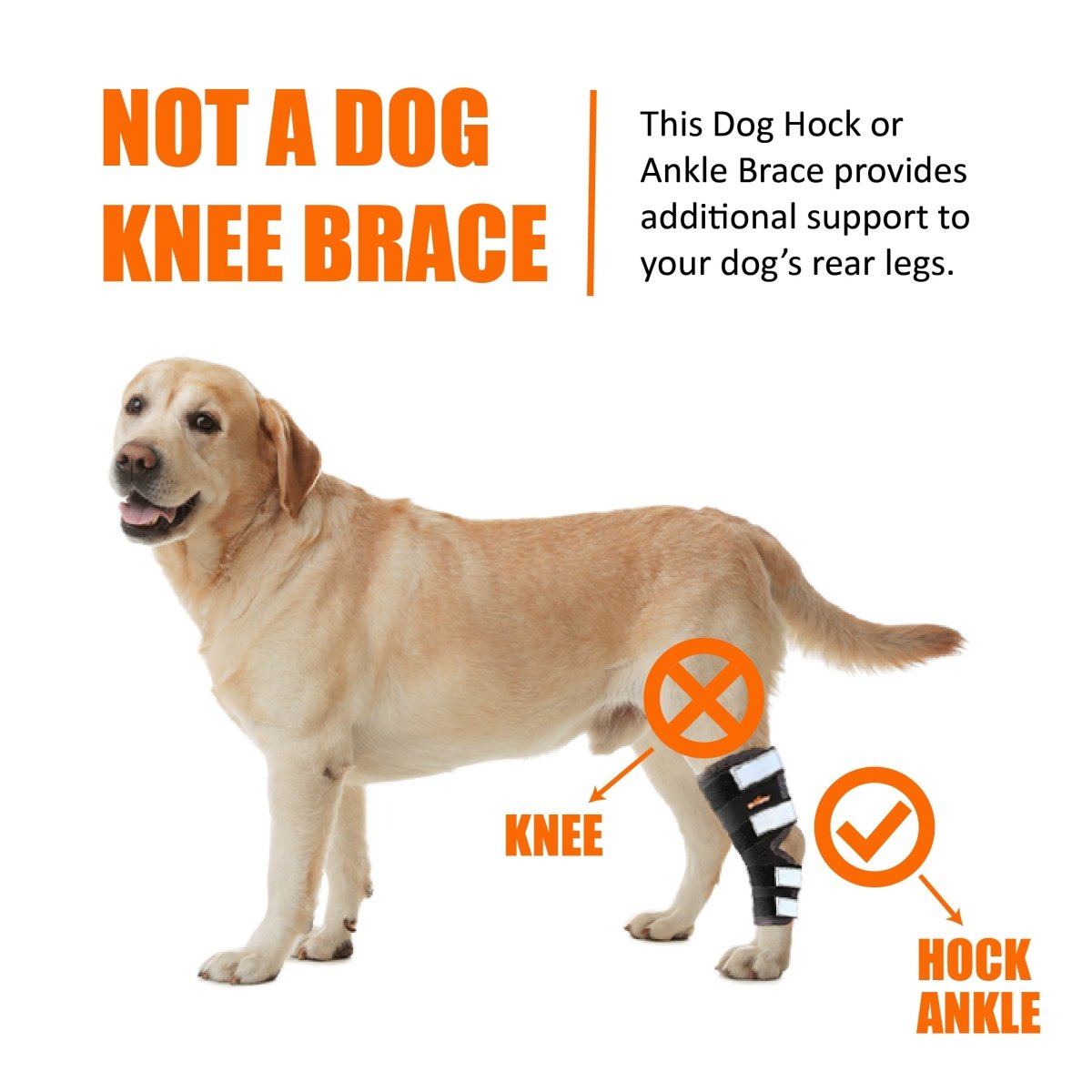 Rear Leg Brace with Safety Reflective Straps for Large Dogs