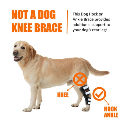 Rear Leg Brace with Safety Reflective Straps for Large Dogs