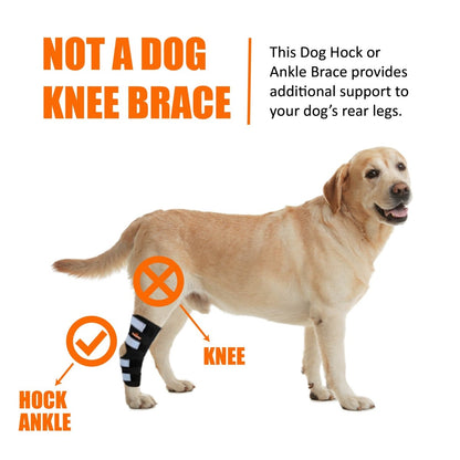 Rear Leg Brace with Safety Reflective Straps for Large Dogs